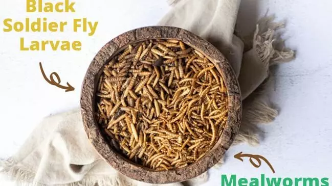 BSFL vs Mealworms