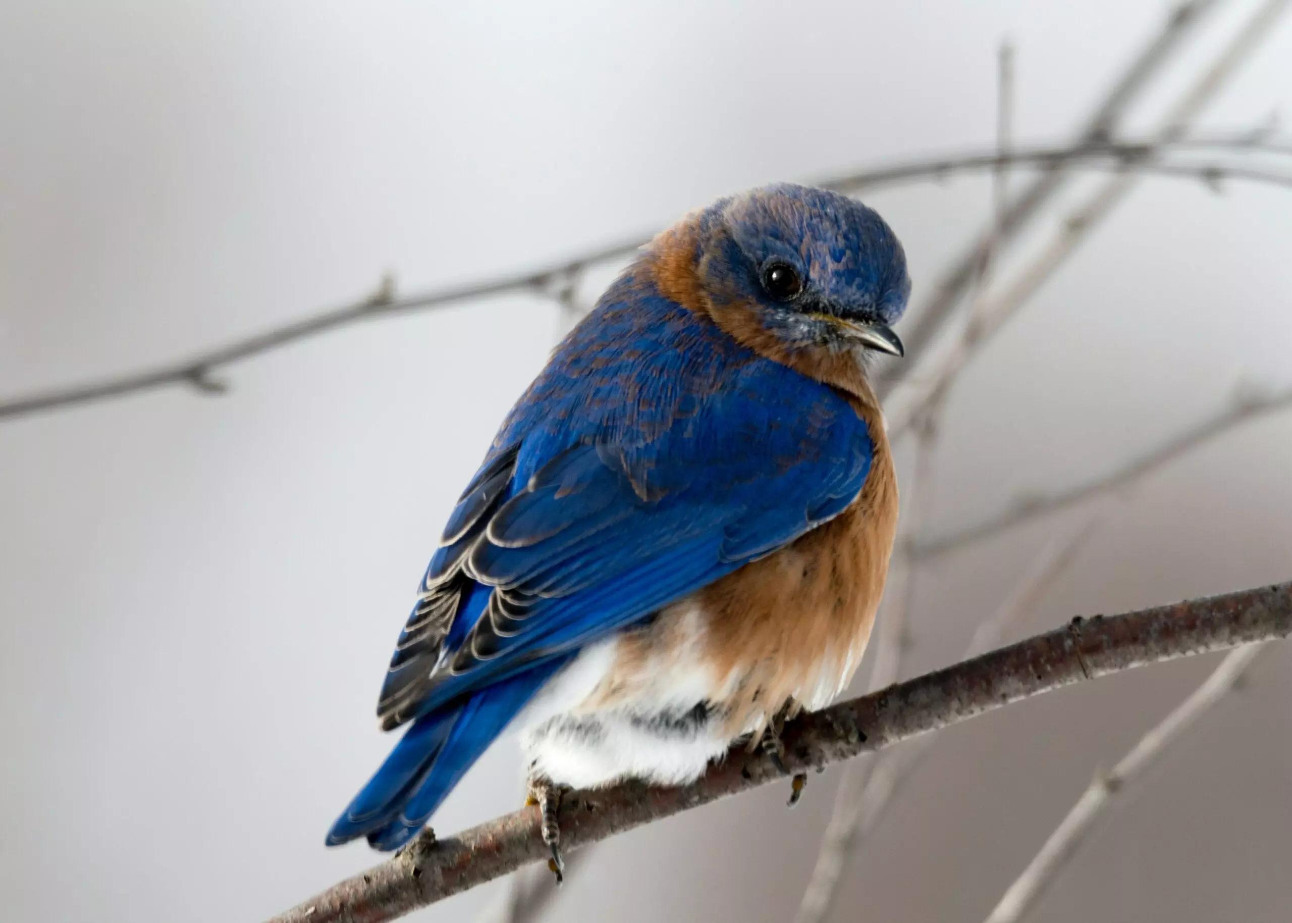 Mealworms VS BSFL